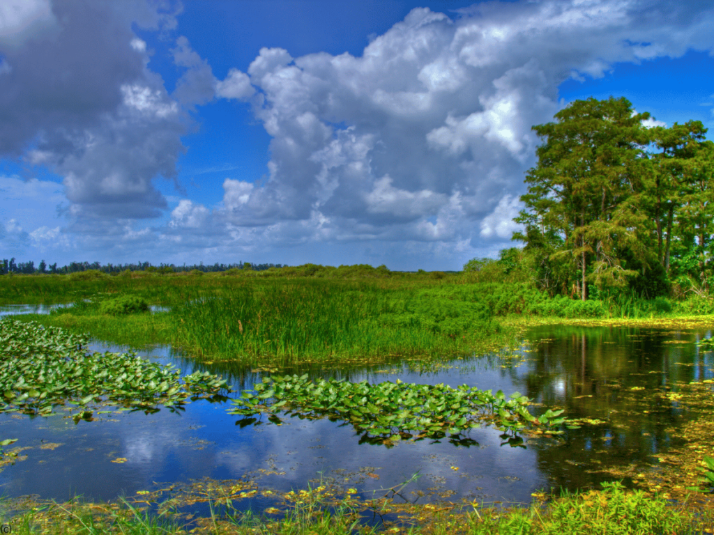 Everglades 