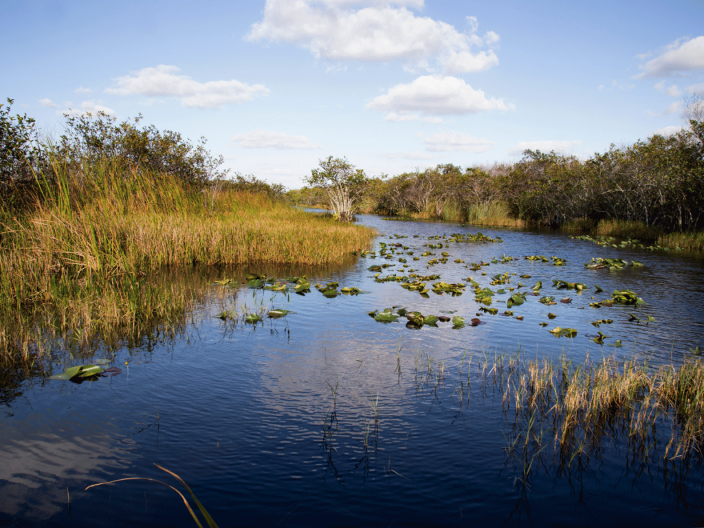 Everglades 