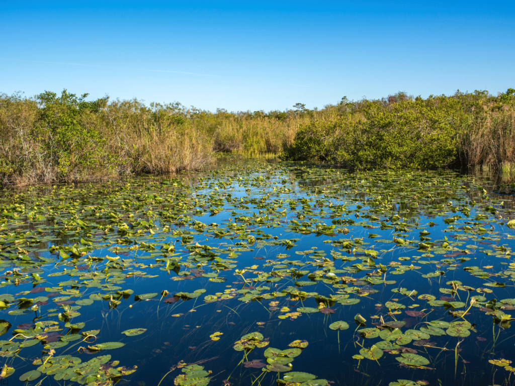 Everglades 