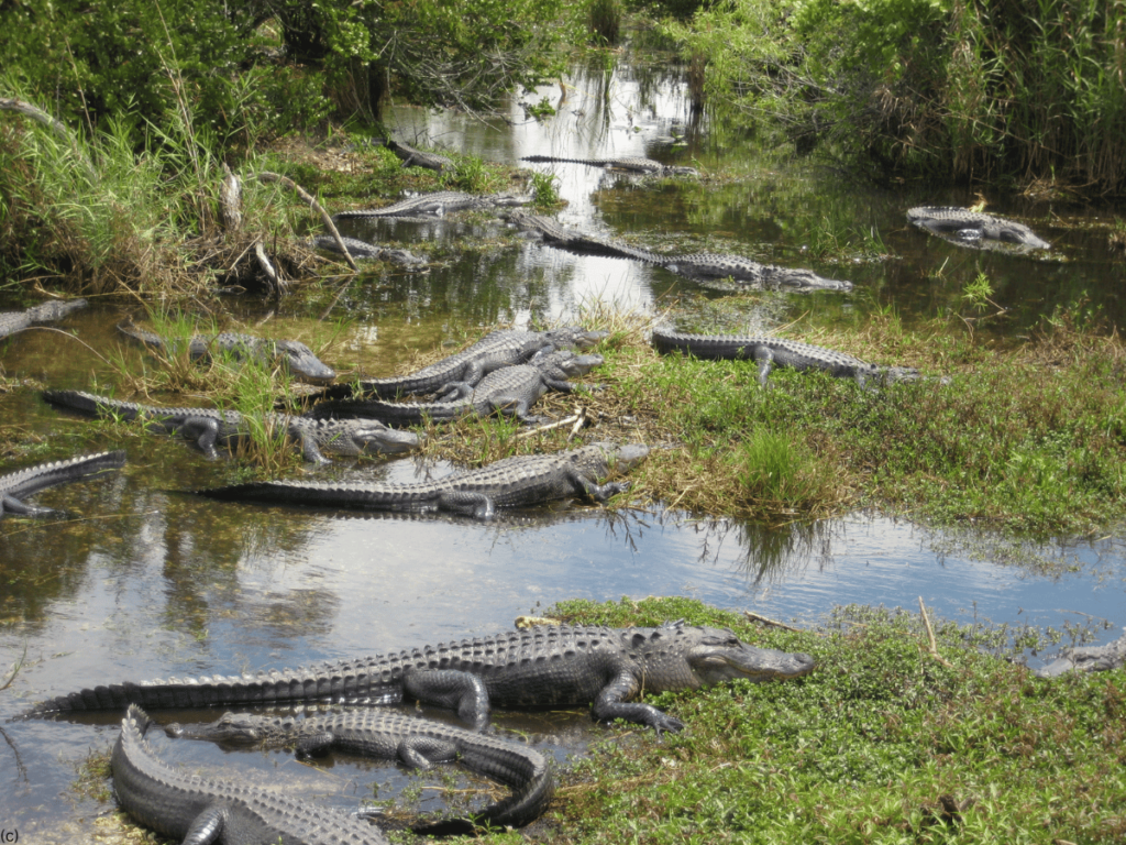 Everglades 